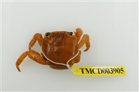 藏品(白紋方蟹)的圖片